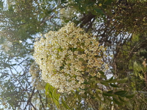 A tree with bunches of flowers They look very nice, a lot of little flowers Geotagged,Mexico,Spring