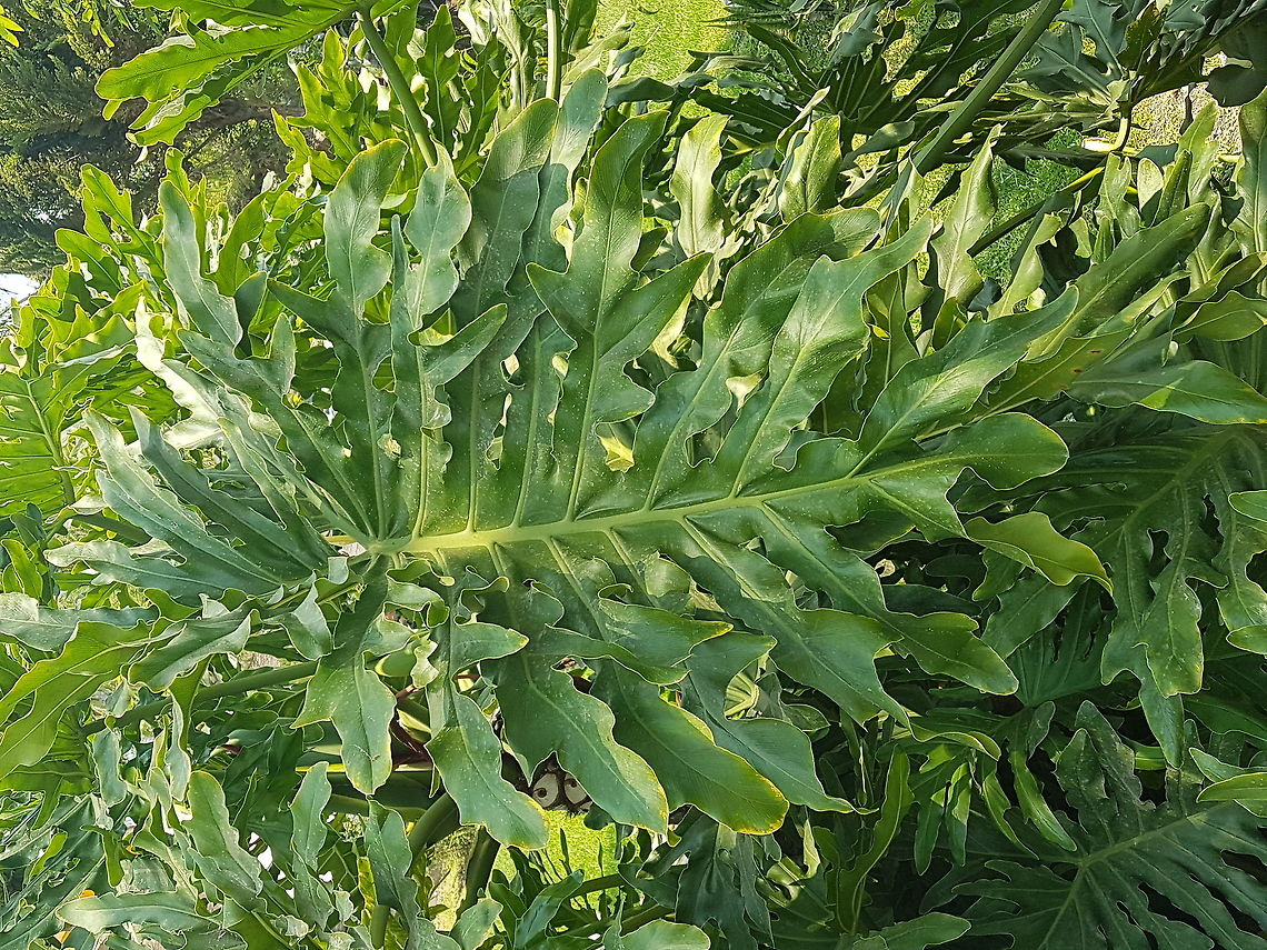 Big leafs called elefant ears This plants are from hot and humid weather places Geotagged,Mexico,Monstera deliciosa,Spring,monstera deliciosa