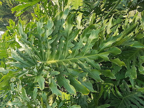 Big leafs called elefant ears This plants are from hot and humid weather places Geotagged,Mexico,Monstera deliciosa,Spring,monstera deliciosa