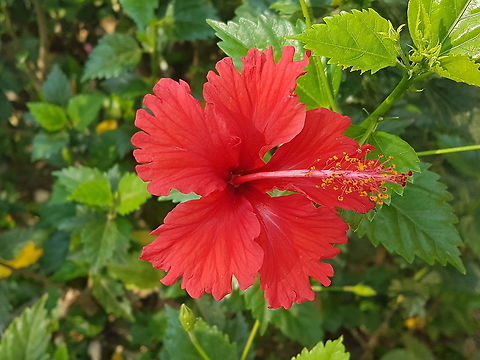 Red Obelisc These are nice flowers Geotagged,Mexico,Spring