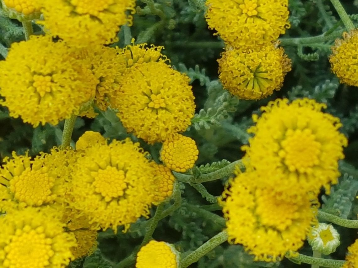Yellow Flowers A lot of flowers in one spot Geotagged,Mexico,Spring