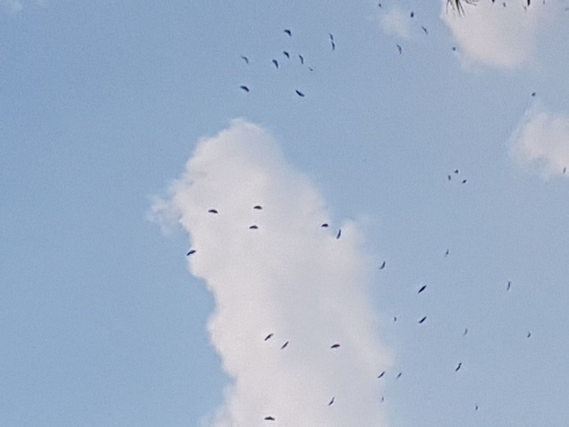 Zopilotes When an animal dies, they fly around it to eat Geotagged,Mexico,Spring