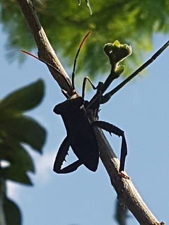 Smelly Bug We call that name to this bug, because throws a smelly liquid when he feels atacked Geotagged,Mexico,Spring