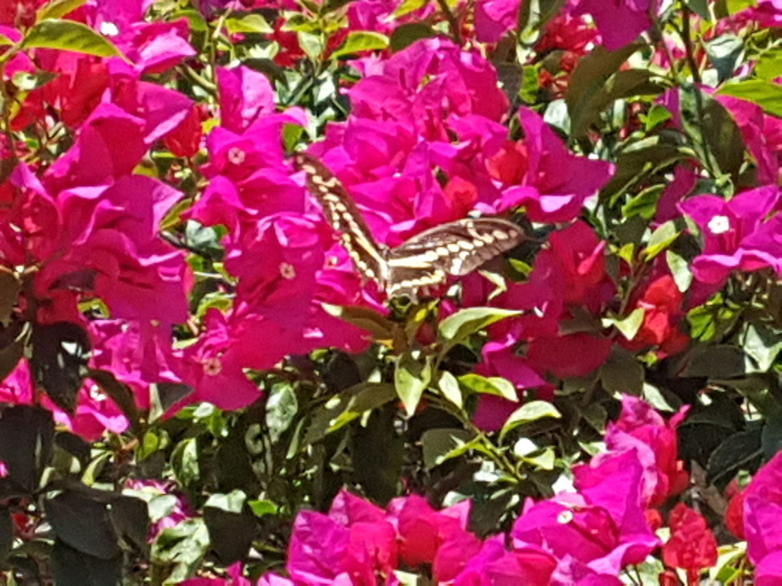 Yellow and Brown Butterfly There was a wedding happening on the town&#039;s church where I live now, was taking some pictures and saw the butterfly, hope you like it, greetings Geotagged,Giant Swallowtail,Mexico,Papilio cresphontes,Spring