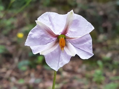 Violet Colored Flower Near at Heaven's door in Queretaro Eggplant,Geotagged,Mexico,Solanum melongena,Summer