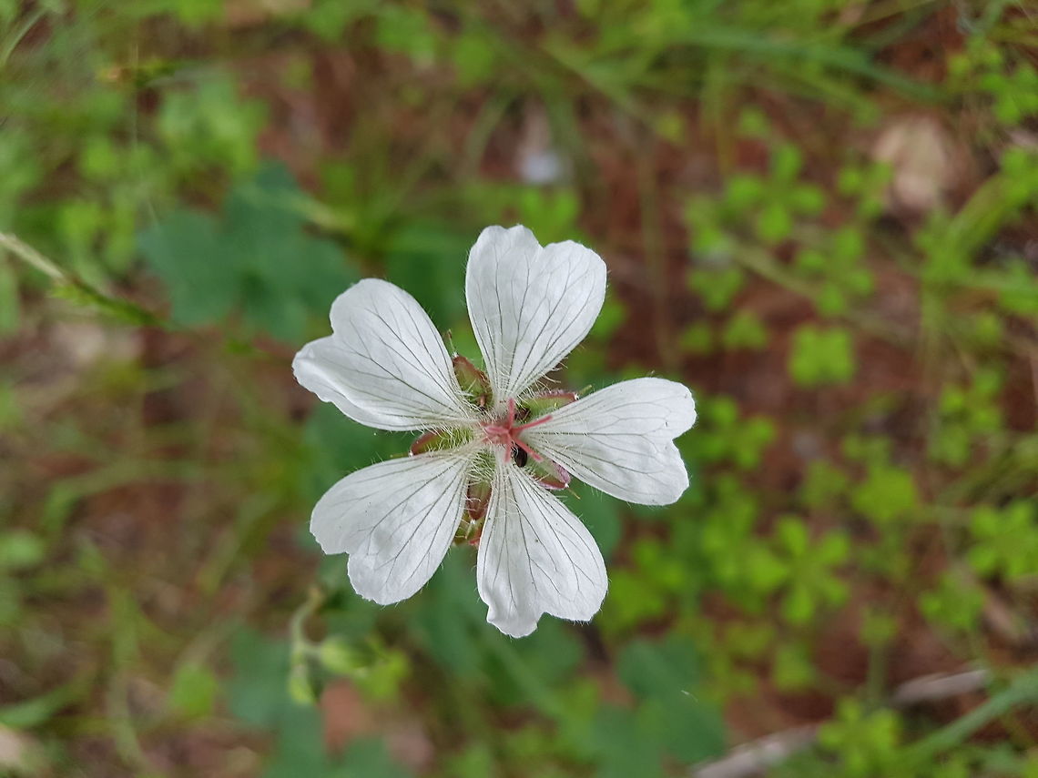 Geranium richardsonii Picture taked at Heaven&#039;s door in Queretaro Geotagged,Geranium richardsonii,Mexico,Richardson's geranium,Summer