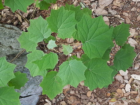 A nice green plant We are having a nice vacation trip, my son comes with me to take the pictures, we are enjoying the nature species. Geotagged,Maple-leaf Viburnum,Mexico,Summer,Viburnum acerifolium