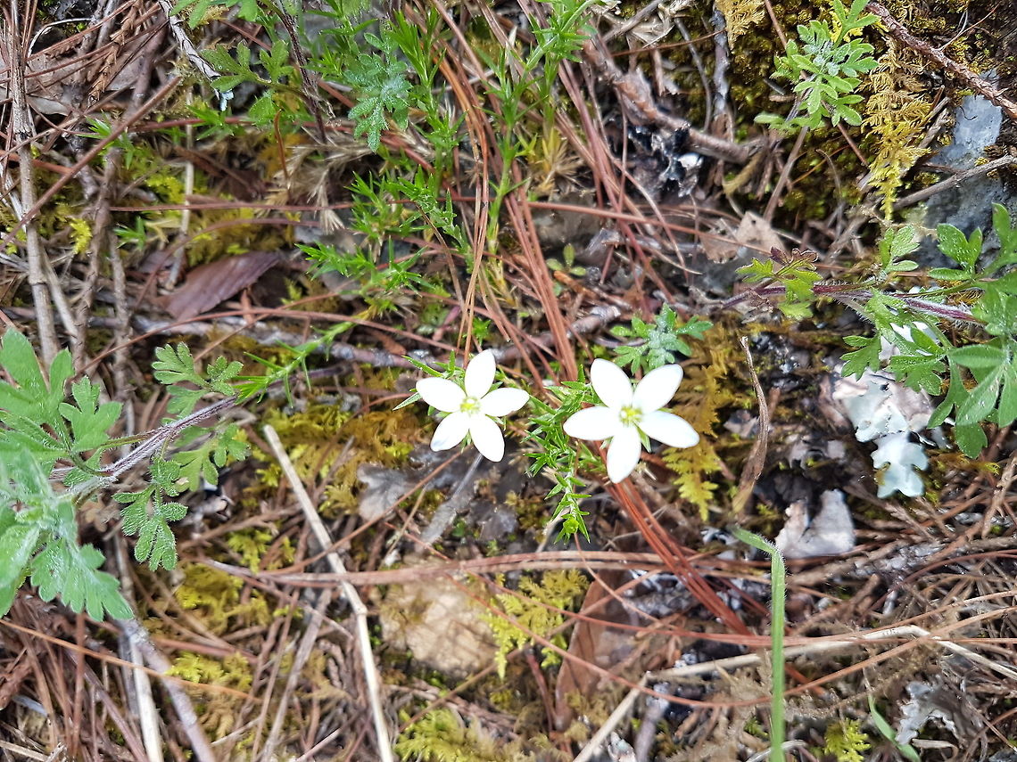 Two little flowers We have a short time to breakfast on the Heaven&#039;s Door on this place, my son and I took some pictures to share. Geotagged,Mexico,Summer