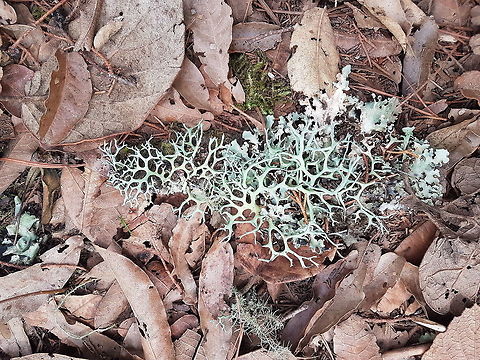 Lichen My son liked this place, we took a lot of pictures, we where on our vacations, but there wasn't internet in many of this places or it was bad, as we return to home, decide to actualize the infornation on the pictures, thank you. Geotagged,Mexico,Summer,lichen