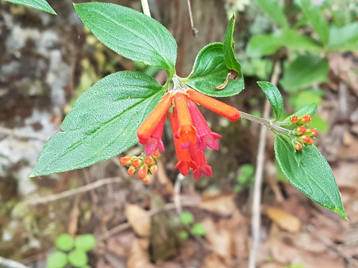 Red bell flowers  Bouvardia ternifolia,Firecracker bush,Geotagged,Mexico,Summer