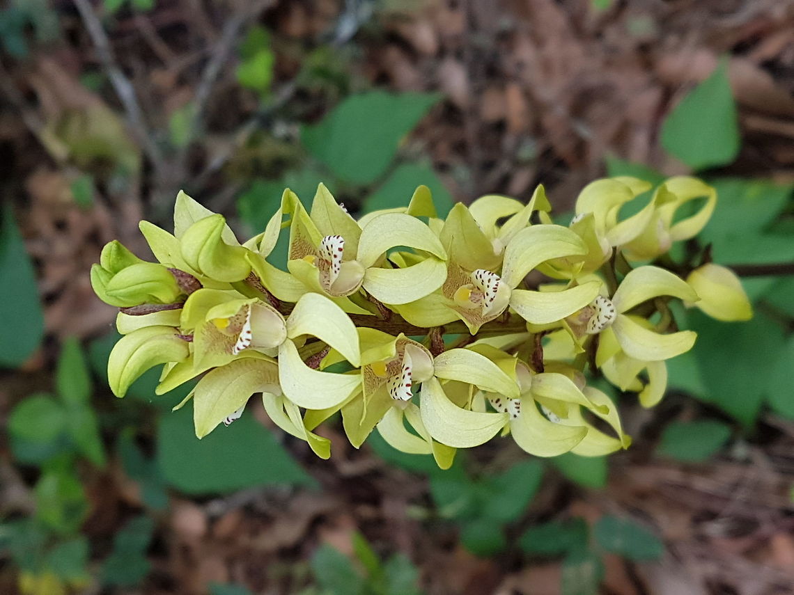 A bunch of yellow  Geotagged,Govenia lagenophora,Mexico,Summer