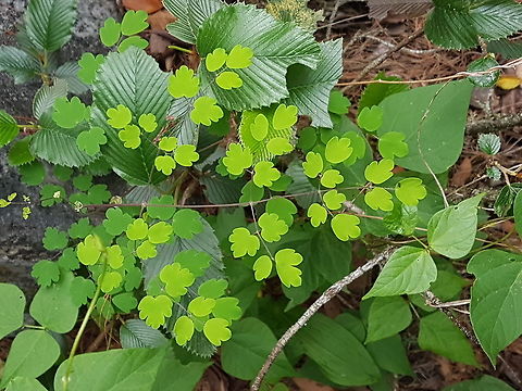Very nice of green color leafs  Geotagged,Mexic o,Mexico,Summer