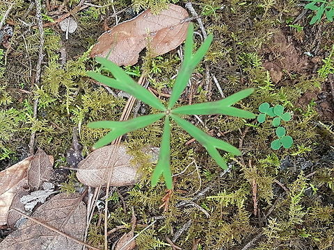 Little nice plant  Geotagged,Mexico,Summer