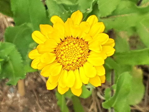 Pretty Yellow Flower  Geotagged,Mexico,Summer