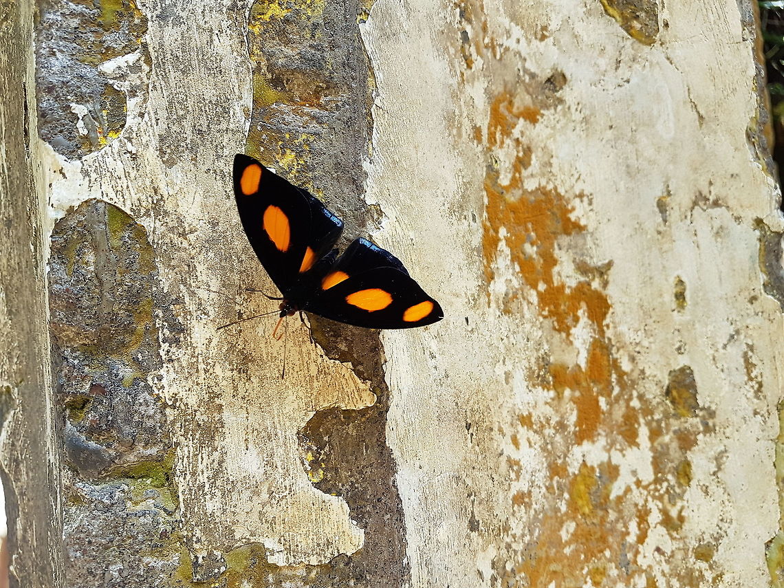 Orange and Black Butterfly Have been taken this picture at Las Posas in Xilitla, San Luis Potosi, on the place of Edward James Blue-frosted Banner,Catonephele numilia,Geotagged,Mexico,Summer