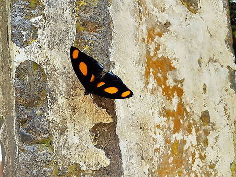 Orange and Black Butterfly Have been taken this picture at Las Posas in Xilitla, San Luis Potosi, on the place of Edward James Blue-frosted Banner,Catonephele numilia,Geotagged,Mexico,Summer
