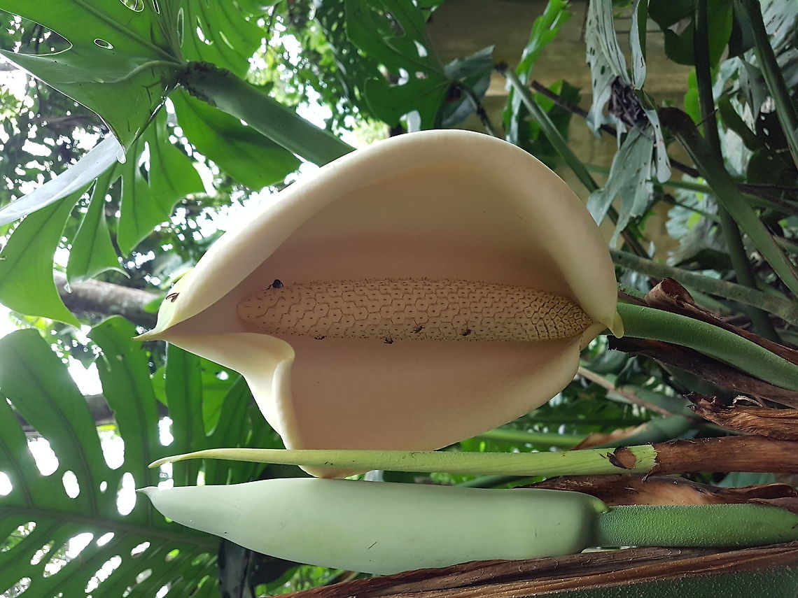 A big white flower with some bugs  Geotagged,Mexico,Monstera deliciosa,Summer,monstera deliciosa
