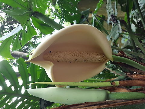 A big white flower with some bugs  Geotagged,Mexico,Monstera deliciosa,Summer,monstera deliciosa