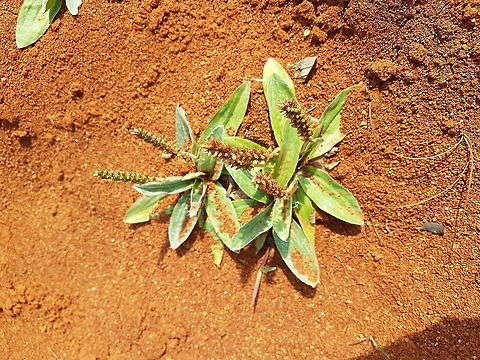 Little plants on a fossil land  Geotagged,Mexico,Summer