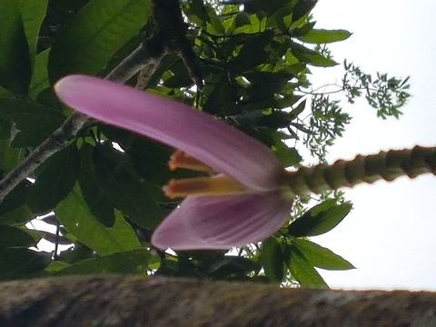 A purple banana flower At the Edward James place in Xilitla, known as Las Pozas, there are a lot of theese kind of bananas trees, with purple flowers. Geotagged,Mexico,Musa velutina,Pink banana,Summer
