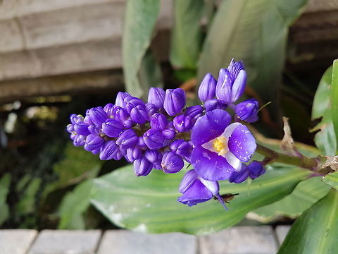 Purple Flowers  Dichorisandra thyrsiflora,Geotagged,Mexico,Summer
