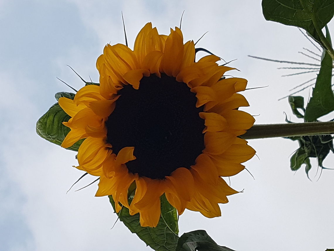 Sunflower We were going on a trip to Xilitla and there where many plants, I took some pictures of a lot of flowers, like this one. Common sunflower,Geotagged,Helianthus annuus,Mexico,Summer