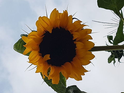Sunflower We were going on a trip to Xilitla and there where many plants, I took some pictures of a lot of flowers, like this one. Common sunflower,Geotagged,Helianthus annuus,Mexico,Summer