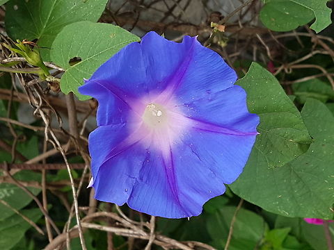 Blue Flower  Geotagged,Mexico,Summer