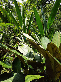 Giant Blue Buterfly at Xilitla Las Pozas of Edward James in San Luis Potosi, M&eacute;xico
Note: I had problems with Internet and will add descriptions from pics when having a computer, greetings. Geotagged,Mexico