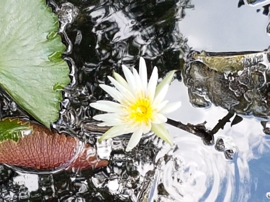 White Loto There are several Nymphaeas, I saw it as N. Mexicana, thank you. Geotagged,Mexico,Nymphaea Mexicana,Nymphaea mexicana,Nymphaea pubescens,Nymphaea sp,Summer
