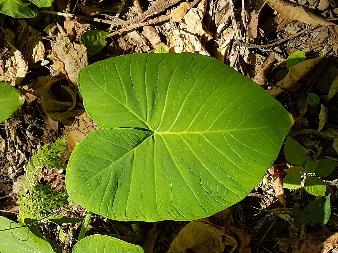 Elephant Ear Leaf We are visiting many humid places and there are a lot of these Plants Geotagged,Mexico,Summer,Xanthosoma Sagittifolium,Xanthosoma sagittifolium
