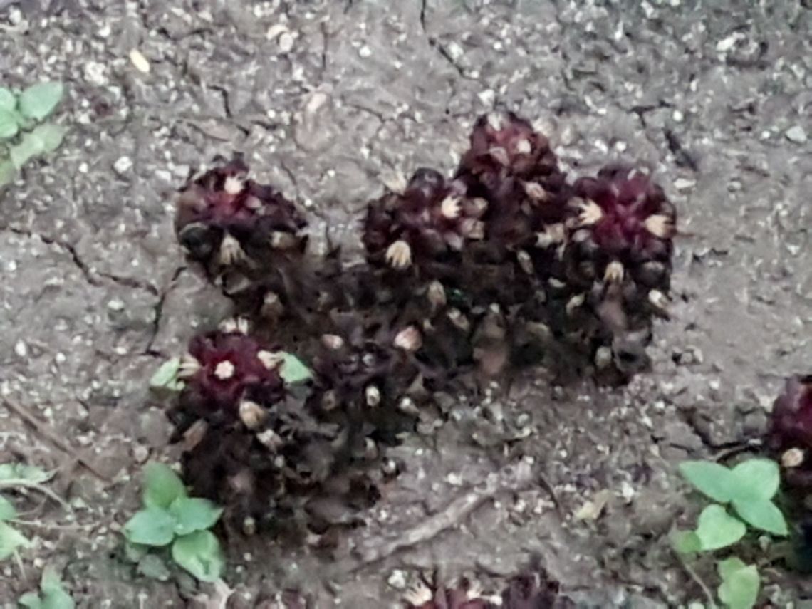 Conopholis Americana Theese look weird, not sure about that them are fungi, will take some more pictures tomorrow, but I&#039;m a little afraid of them, don&#039;t know if they have poisson. American cancer-root,Conopholis alpina,Conopholis americana,Geotagged,Mexico,Summer