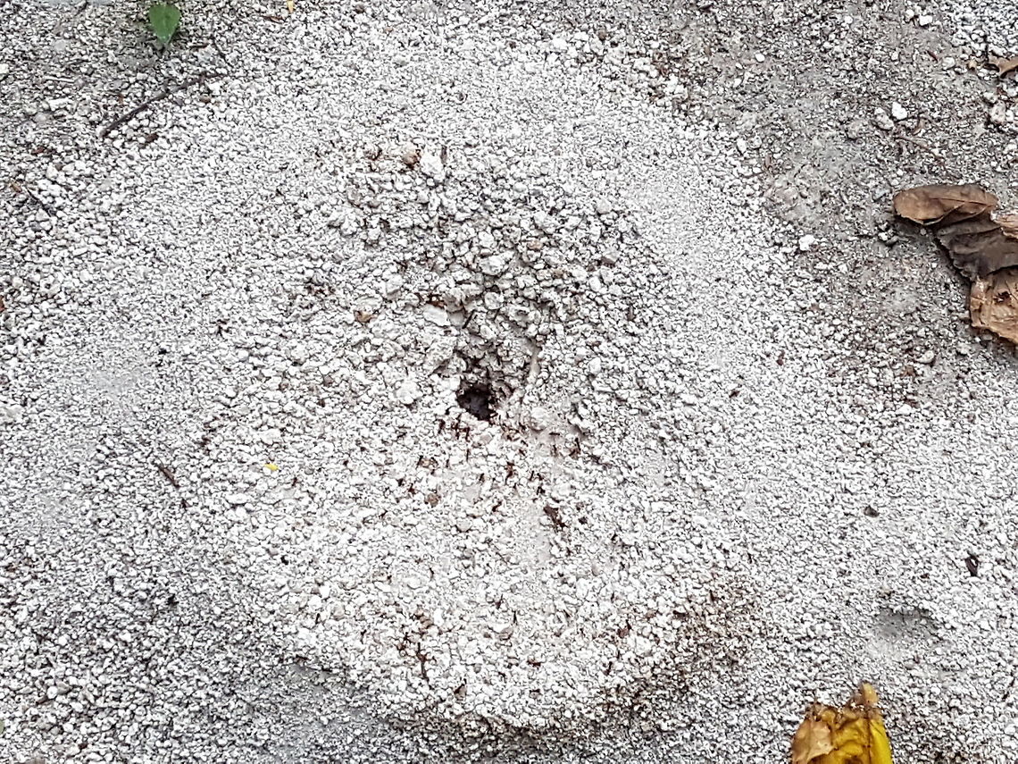 Leaf ants nest At the Conca's Mision Hotel, are some of this kind of ants, now having some time of internet and actualizing the imformation on JungleDragon site. Geotagged,Mexico,Summer