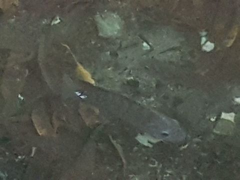 The Fish They where eating some tortillas and gave them some bread, having a nice breakfast, good morning. Geotagged,Mexico,Summer