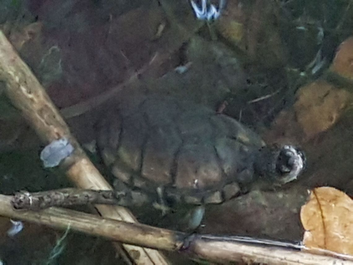 The Turtle Today I have a nice breakfast and share some with this turtle, good morning to all. Geotagged,Mexico,Summer