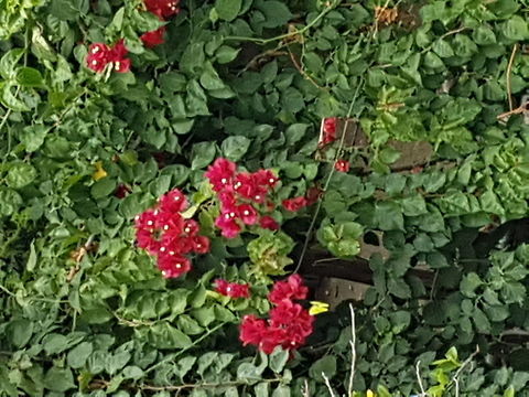 Yellow buterflies on red flowers I took some pictures on the way to the bus, we stop to buy some food. Geotagged,Mexico,Summer