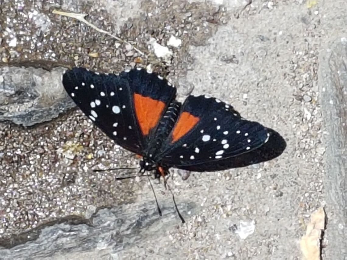 Black and Orange with white spots Buterfly There where a lot of buterflies on all this trip, on this place we visit a Church. Chlosyne janais,Crimson patch,Geotagged,Mexico,Summer