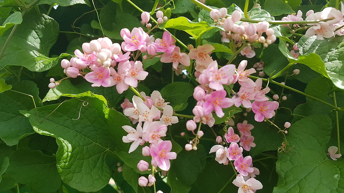Pinck Flowers I have come to Ixtapa finding a job and there are many pocs to take. Fall,Geotagged,Mexico