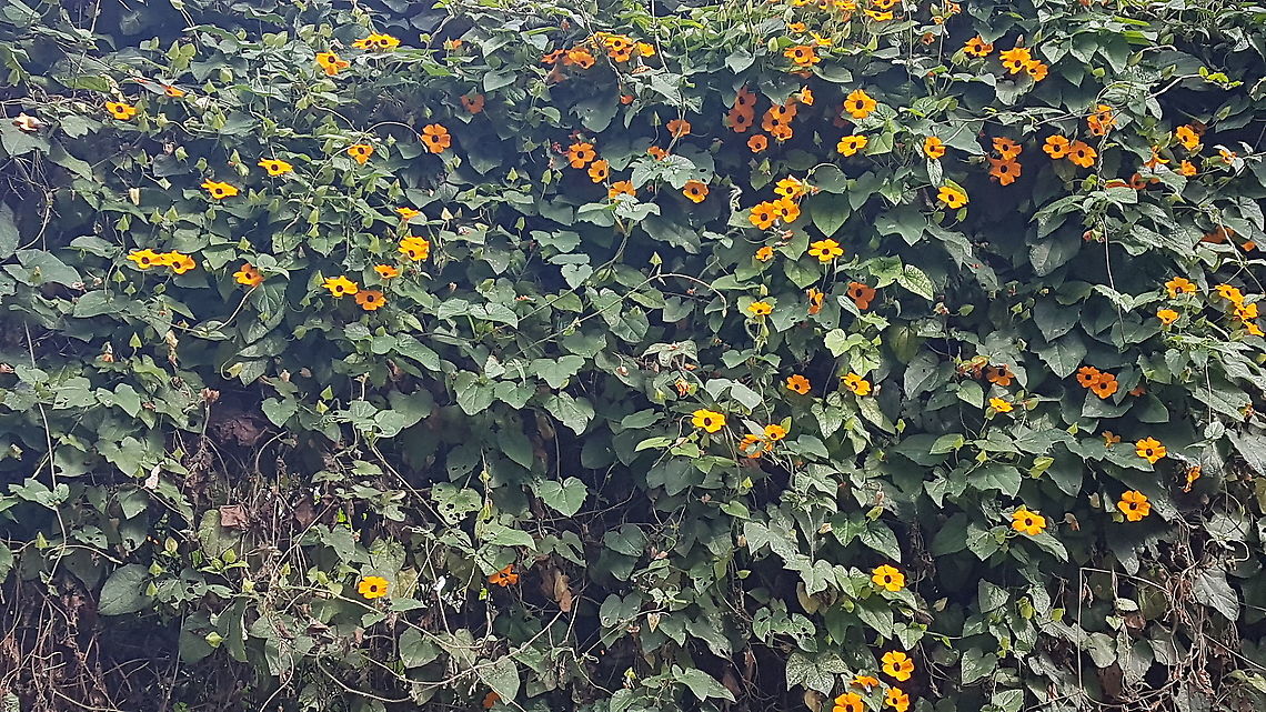 Yellow flowers with brown center I took this picture on a fence in Morelia Black-eyed Susan vine,Fall,Geotagged,Mexico,Thunbergia alata