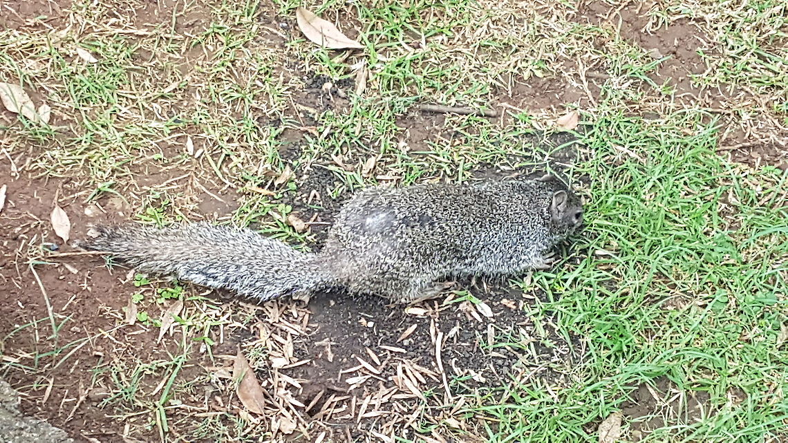 A grey Squirl I was walking on a park im Morelia and the squirl follow me, then I took the picture. Fall,Geotagged,Mexican gray squirrel,Mexico,Sciurus aureogaster