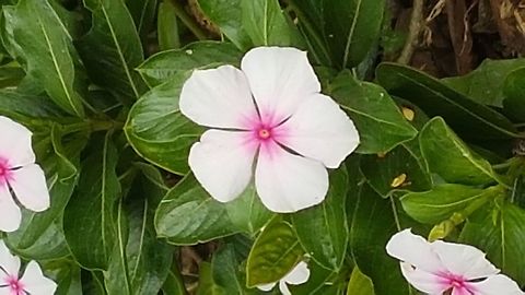 A white Tetesita with a pink center These flowers are at my parents in law home. Catharanthus roseus,Fall,Geotagged,Madagascar rosy periwinkle,Mexico