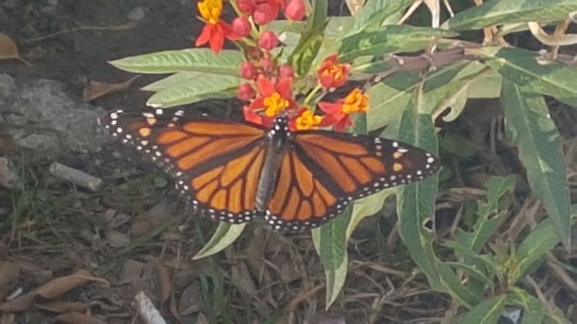 Monarca Butterfly I touch it and took some pictures. Danaus plexippus,Fall,Geotagged,Mexico,Monarch butterfly