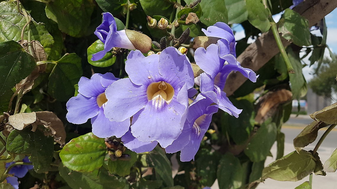 Purple flowers with yellow center We were looking houses to sell and there where the flowers. Bengal clockvine,Fall,Geotagged,Mexico,Thunbergia grandiflora
