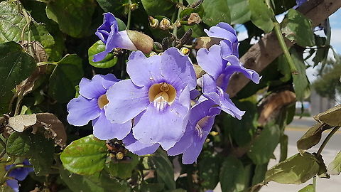 Purple flowers with yellow center We were looking houses to sell and there where the flowers. Bengal clockvine,Fall,Geotagged,Mexico,Thunbergia grandiflora