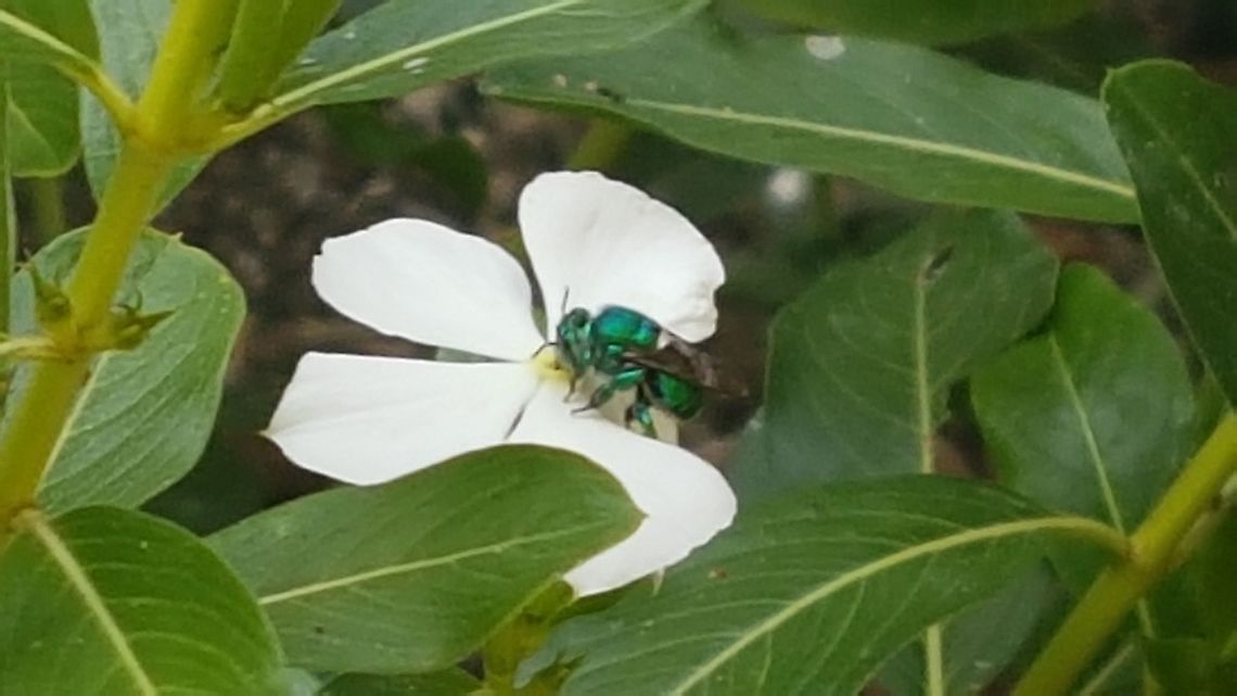 Green Bumblebee on a white flower This picture was taken on my parents in Law House Fall,Geotagged,Mexico