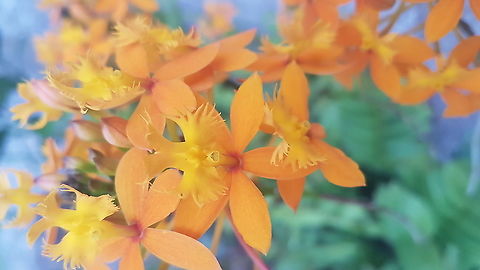Orange Flowers Today we went to a Hotel with thermal water and there where those flowers. Fall,Geotagged,Mexico