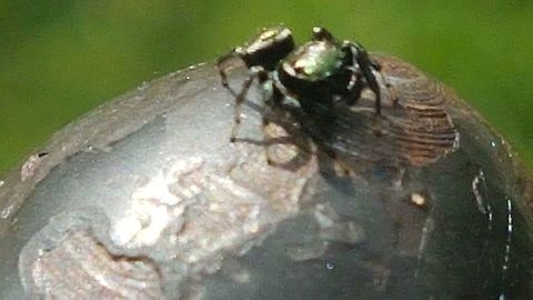 Wizzi wizzi Spider I saw this little fellow and took the pic, hope you like it, greetings. Fall,Geotagged,Mexico