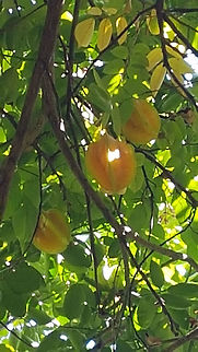 Pasion Fruit Guaracana It's on the backyard from where I'm staying right now Geotagged,Guaracana,Mexico,Pasion Fruit