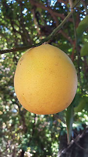Grapefruit There is a tree on the backyard of grapefruits Geotagged,Grapefruit,Mexico