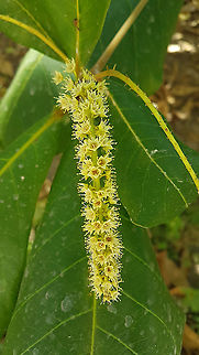 Almond Flowers Here are two almond trees and theese are some flowers Almond flowers,Geotagged,Mexico